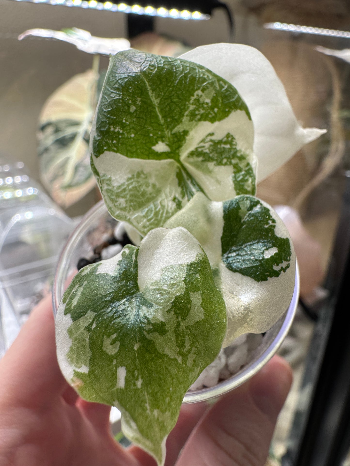 DrLuigi® Orthopedic Slippers for Women - Comfortable baby blue Medical Footwear